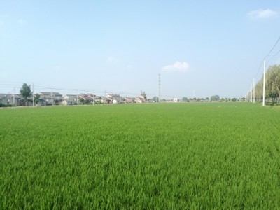 揚州農(nóng)科區(qū):科技+賦能,讓農(nóng)業(yè)走上綠色高效發(fā)展路