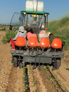 甘肅藥材移栽機批發 山東品牌好的移栽機供應 青州英志農業科技