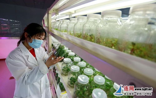 連云港東海 科技驅(qū)動(dòng)讓農(nóng)業(yè)更豐 甜