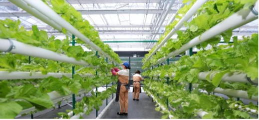 農(nóng)致富,一家以科技創(chuàng)新為驅(qū)動力的農(nóng)業(yè)科技公司