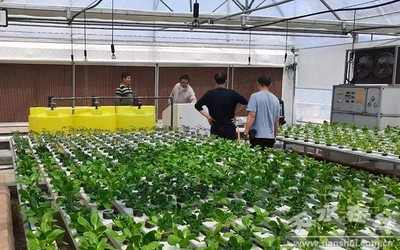 天水市農業農村局組織&ldquo;三區&rdquo;科技人才開展科技服務指導蔬菜生產(圖)