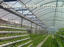 【供應(yīng)圣騎士F1蘆筍種子價(jià)格】圣騎士F1蘆筍種子,價(jià)格,廠家,供應(yīng)商,其他農(nóng)業(yè),曹縣華東蘆筍科技服務(wù) - 產(chǎn)品庫 - 阿土伯交易網(wǎng)