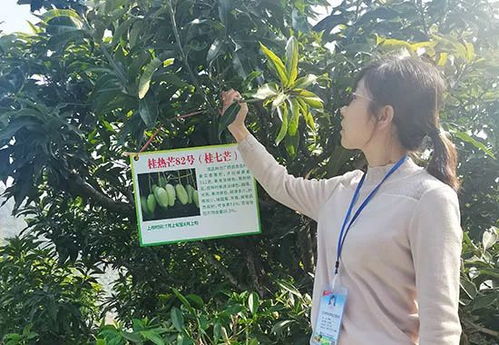 深耕芒果研究,百色學(xué)院這兩項數(shù)據(jù)躋身國內(nèi)行業(yè)領(lǐng)域前列