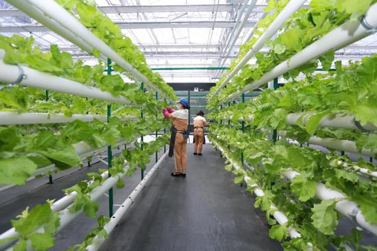 v游延邊 走進龍井 農業科技旅游互促融合 打造立體化發展新高地