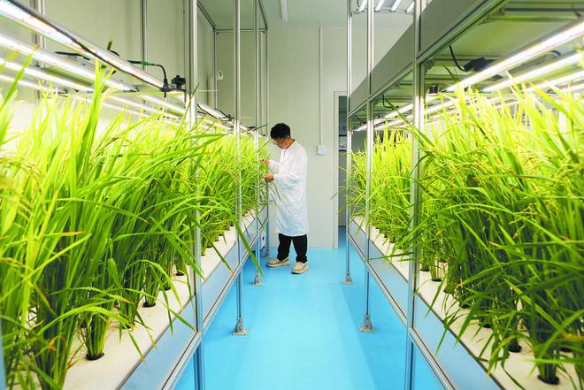 探訪神奇的&ldquo;植物工廠&rdquo;-- 智能&ldquo;光配方&rdquo; 照出禾苗壯