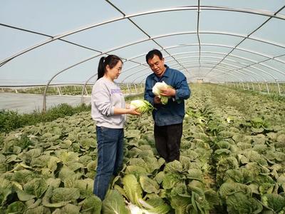 甘州區(qū)科技特派員開(kāi)展娃娃菜生產(chǎn)科技服務(wù)