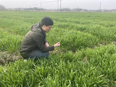 廬江郭河 扎實加強春季農業科技服務