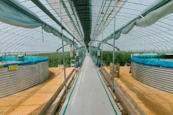農(nóng)政齊民 以魚菜共生智慧工廠，書寫城市菜籃子保供新篇章